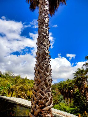 shaggy palmiye ağacı bagajında kafes