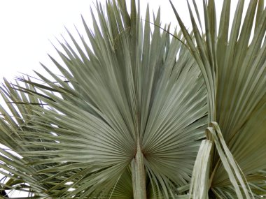 Fan shaped leaves of a Bismark Palm found on the Island of Madeira, Portugal