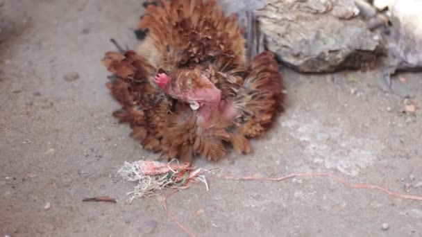 脖子上没有羽毛的红母鸡躺在地上用嘴抓着 — 图库视频影像