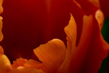 Yaprak portakalı lalesi yakın plan. Bulanık olarak soyut çiçek arkaplanı, metne yer bırakmadan odak dışı. Yüksek kalite fotoğraf