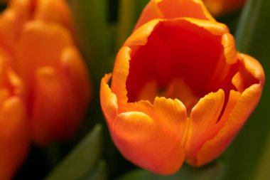 Turuncu lale buketi yakın plan. Yüksek kalite fotoğraf