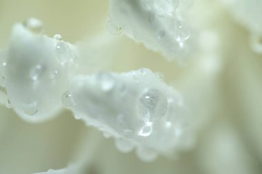 Su damlalı beyaz kasımpatı yaprakları. Fotoğraf bulanık, odak dışı. Çiçek arkaplan, sıçrama ekranı, kartpostal. Yüksek kalite fotoğraf