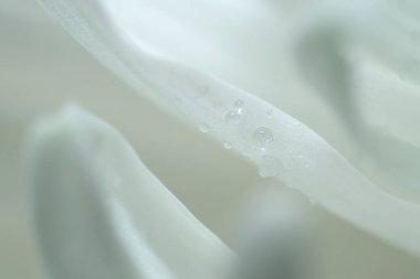 Su damlalı beyaz kasımpatı yaprakları. Fotoğraf bulanık, odak dışı. Çiçek arkaplan, sıçrama ekranı, kartpostal. Yüksek kalite fotoğraf