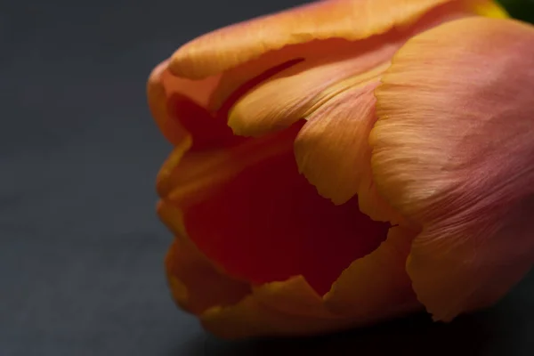 Оранжевый Тюльпан Крупным Планом Черном Фоне Высокое Качество Фото — стоковое фото