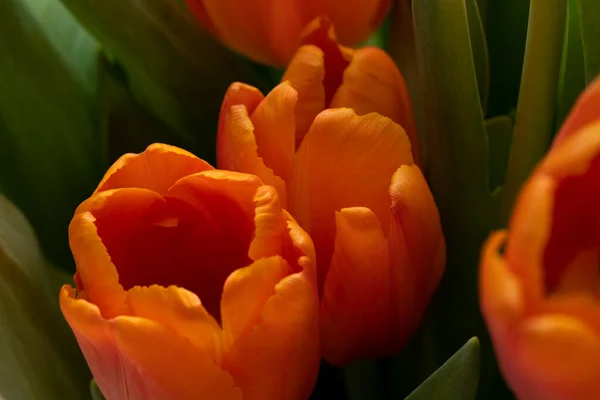 Букет Апельсиновых Тюльпанов Крупным Планом Высокое Качество Фото — стоковое фото
