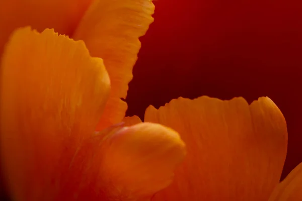 Pétalo Naranja Tulipán Primer Plano Fondo Floral Abstracto Desenfoque Fuera — Foto de Stock