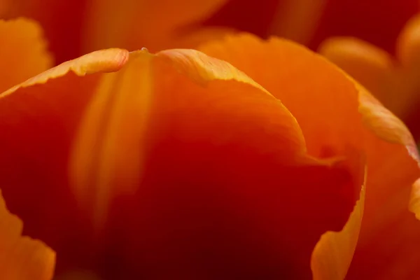 Pétalo Naranja Tulipán Primer Plano Fondo Floral Abstracto Desenfoque Fuera — Foto de Stock