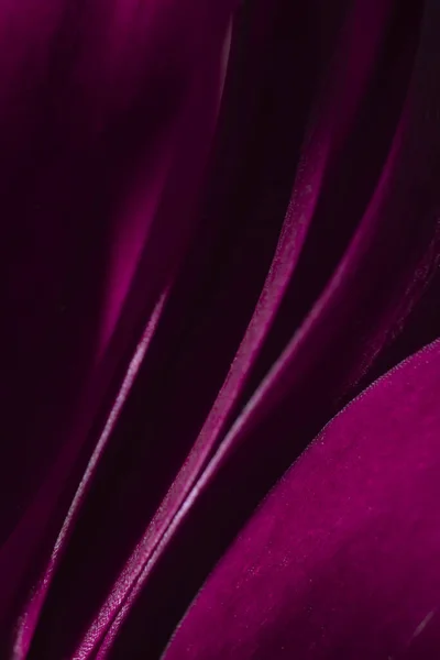 Petals of burgundy chrysanthemum close-up. The photo is blurry, out of focus. Floral background, splash screen, postcard. High quality photo