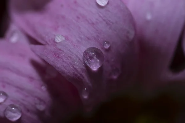 Розовые Лепестки Хризантемы Капли Воды Близко Цветочный Фон Заставка Открытка — стоковое фото