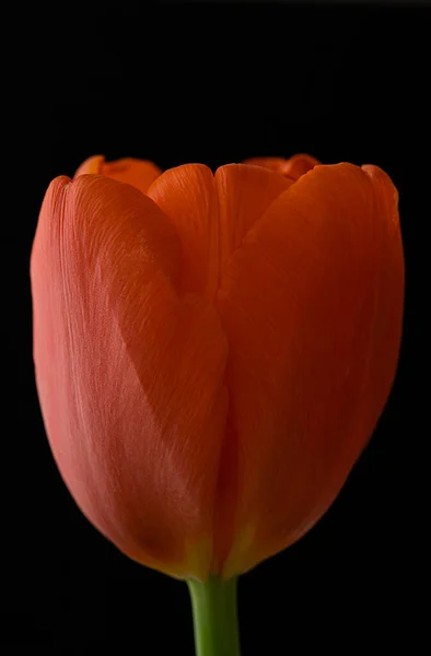 Pomarańczowy Tulipan Bliska Czarnym Tle Wysokiej Jakości Zdjęcie — Zdjęcie stockowe