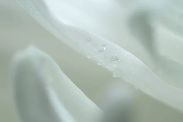 White chrysanthemum petals with water drops close up. The photo is blurry, out of focus. Floral background, splash screen, postcard. High quality photo