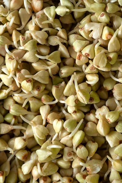 Milhos Germinados Trigo Sarraceno Verde Com Brotos Sementes Trigo Sarraceno — Fotografia de Stock