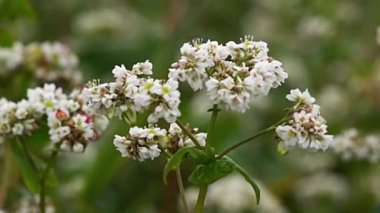 Çiçekli karabuğday yakın plan. Makro çekim.