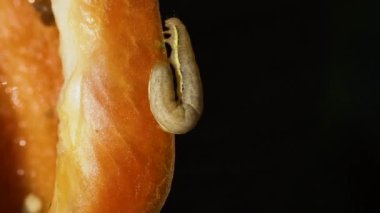 Bir tatlı biberin içindeki tırtılın yakın çekimi. Tarım haşereleri. Organik yetiştirilmiş GDO dışı sebzeler.