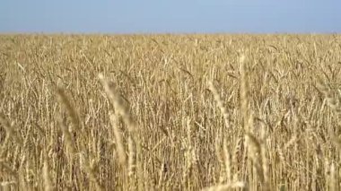 Tahıl hasatından önce buğday tarlası.
