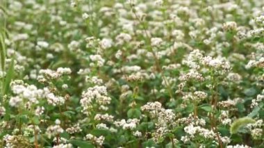 Çiçekli karabuğday yakın plan. Makro çekim.