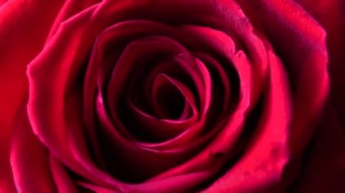 Kırmızı gül yaklaş. Fotoğraf duvar kağıdı, ekran koruyucu, afiş için çiçek arkaplanı.