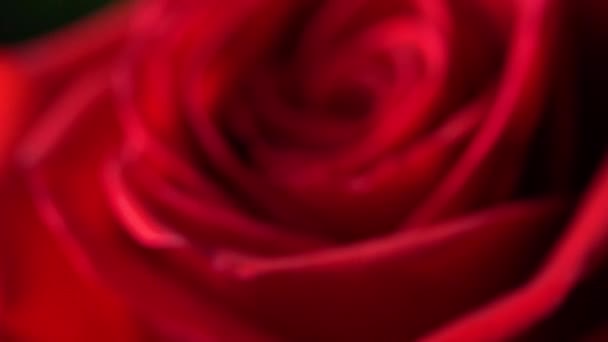 Rosa Roja Cerca Fondo Floral Para Papel Pintado Fotos Protector — Vídeo de stock