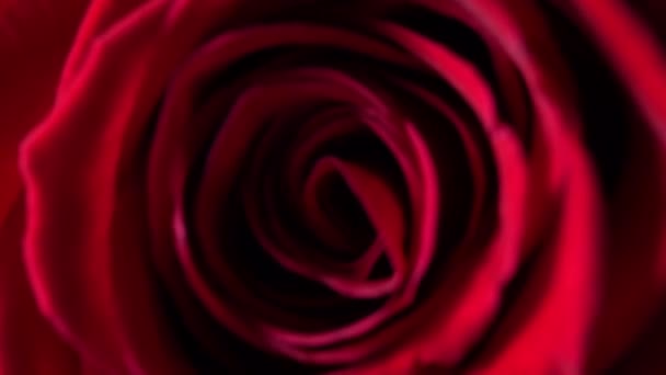 Vermelho Subiu Perto Fundo Floral Para Foto Papel Parede Protetor — Vídeo de Stock