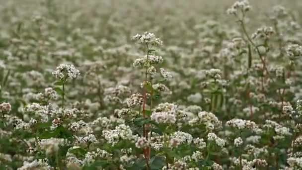 Kvetoucí Pohanka Zblízka Makro Snímek — Stock video