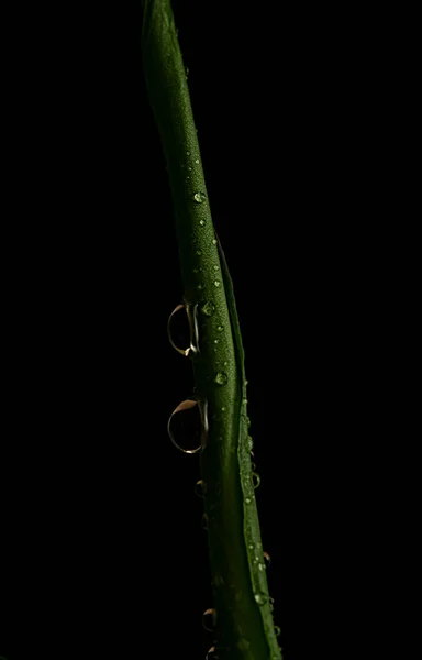 Dark Green Leaf Water Drops Close Floral Background Screensaver High — Stock Photo, Image