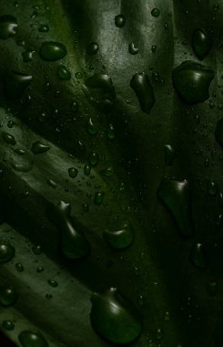 Koyu yeşil yapraklı su damlaları yaklaşıyor. Ekran koruyucu için çiçek arkaplanı. Yüksek kalite fotoğraf