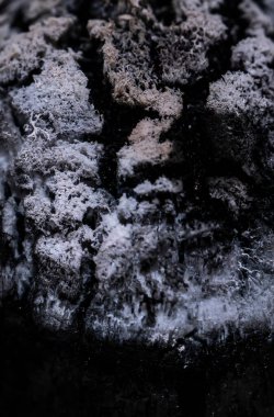 Bir palo santo çubuğunda makro mangal kömürü. Yüksek kalite fotoğraf