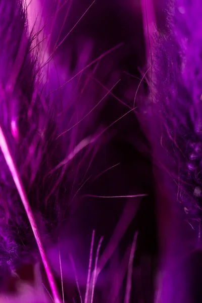 Vertical abstract purple background without focus in blur. High quality photo