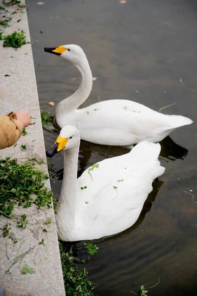 Два Білих Лебедя Ставку Міському Парку Високоякісна Фотографія — стокове фото