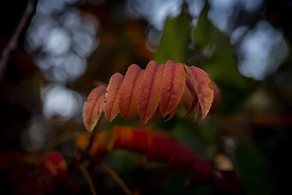 Bright Orange Rowan Leaves Autumn Background Postcards Screen Savers Covers — Stock Photo, Image