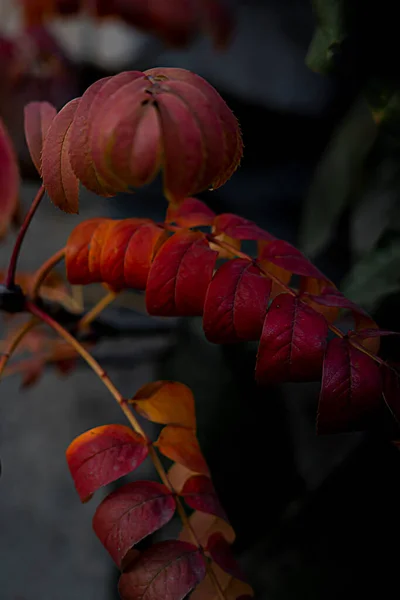 Bright Red Rowan Leaves Dark Atmospheric Background Blur Autumn Background — Stock Photo, Image
