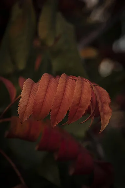 Jasně Oranžové Listy Jeřábu Podzimní Pozadí Pro Pohlednice Spořiče Obrazovky — Stock fotografie