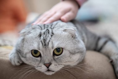 Yeşil gözlü ve gri ceketli İskoç kedisi. Kedi kanepede yatar ve kameraya bakar. Yüksek kalite fotoğraf