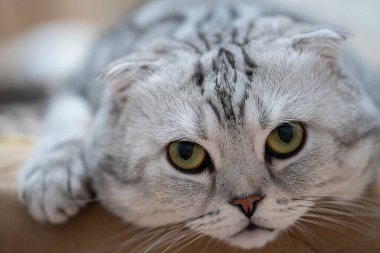 Yeşil gözlü ve gri ceketli İskoç kedisi. Kedi kanepede yatar ve kameraya bakar. Yüksek kalite fotoğraf