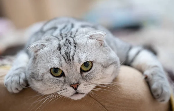 Scottish Fold Γάτα Πράσινα Μάτια Και Γκρι Merle Παλτό Γάτα — Φωτογραφία Αρχείου