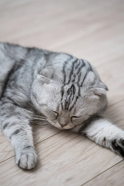 Scottish fold cat with green eyes and gray merle coat. The cat lies on the floor and sleeps. High quality photo