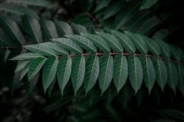 Tropik koyu yeşil zümrüt yeşil yapraklar. Kartpostallar, ekran koruyucular, kapaklar için çiçek arkaplanı. Yüksek kalite fotoğraf