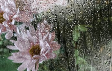 Arka plan bulanık. Islak bardakta pembe kasımpatılar ve bir damla su. Çiçeklerin geçmişi bulanık. Kartpostala, ekran koruyucusuna, kapağa odaklanmadan. Yüksek kalite fotoğraf