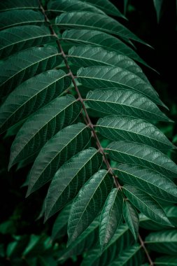 Tropik koyu yeşil zümrüt yeşil yapraklar. Kartpostallar, ekran koruyucular, kapaklar için çiçek arkaplanı. Yüksek kalite fotoğraf