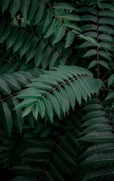 Zielone Liście Szmaragdu Tropikalnego Kwiatowe Tło Dla Pocztówek Wygaszaczy Ekranu — Zdjęcie stockowe