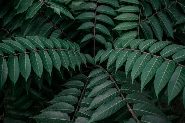 Zielone Liście Szmaragdu Tropikalnego Kwiatowe Tło Dla Pocztówek Wygaszaczy Ekranu — Zdjęcie stockowe