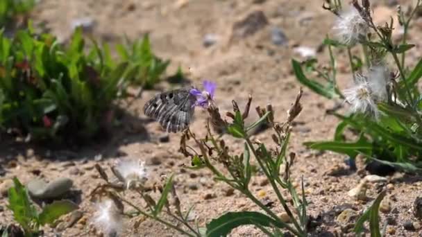 Šedivý Motýl Hnědé Barvy Sedí Květu — Stock video