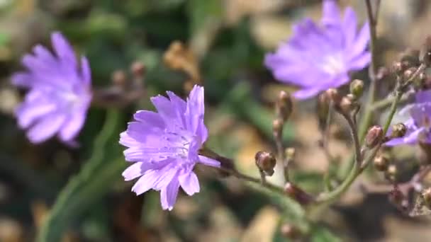 Сиреневый Степной Цветок Качается Ветру — стоковое видео