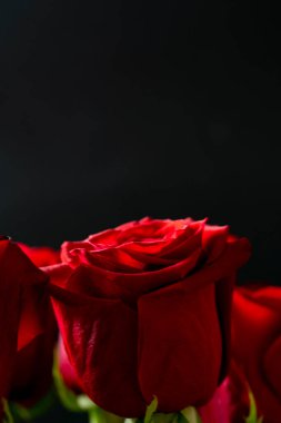 Siyah arkaplanda kırmızı gül ve metin için boşluk. Duvar kağıdı, ekran koruyucusu ve pankart için çiçek arkaplanı. Yüksek kalite fotoğraf