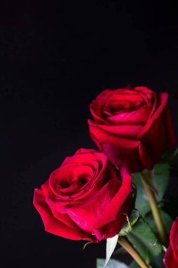 Siyah arka planda bir buket kırmızı gül. Duvar kağıdı, ekran koruyucusu ve pankart için dikey çiçek arkaplanı. Yüksek kaliteli fotoğraf. Fotoğrafın yumuşak odağı keskinlikte değil..