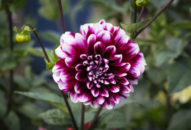 Pembe yıldız çiçeği yakın plan. Dikey çiçek arkaplanı. Yüksek kalite fotoğraf