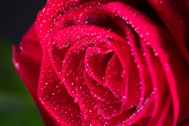 Su damlaları olan kırmızı gül yaprakları. Ekran koruyucu için çiçekli arka plan, duvar kağıtları, Sevgililer Günü için kartpostallar, doğum günü, düğün günü. Yüksek kalite fotoğraf