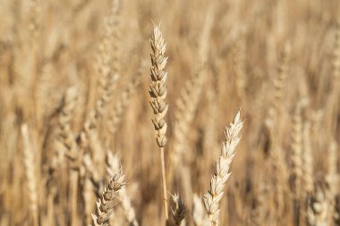 Tahıl hasadından önce buğday tarlası. Yüksek kalite fotoğraf