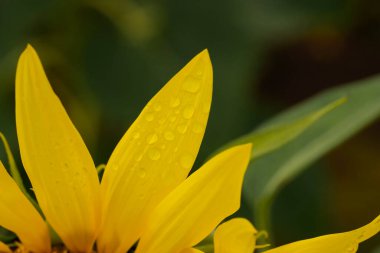 Yakından yağmur damlalı ayçiçeği yaprakları. Yüksek kalite fotoğraf