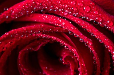 Su damlaları olan kırmızı gül yaprakları. Ekran koruyucu için çiçekli arka plan, duvar kağıtları, Sevgililer Günü için kartpostallar, doğum günü, düğün günü. Yüksek kalite fotoğraf